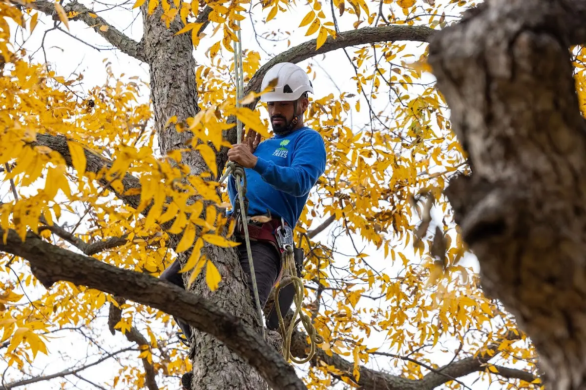 Skilled Tree Transplanting crew working in Vienna